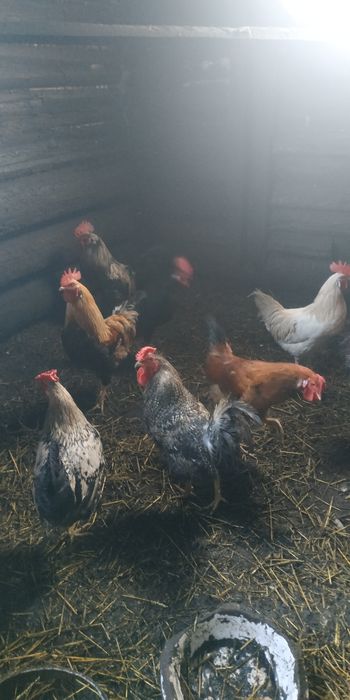 Продам петухов домашних можно на племя