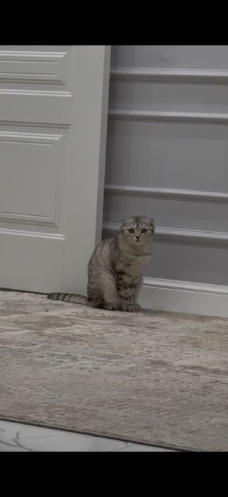 Кошка шотландская вислоухая