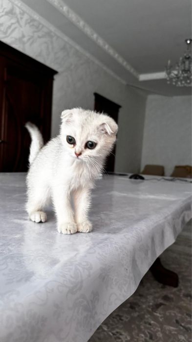 Кот шиншила 2 мес