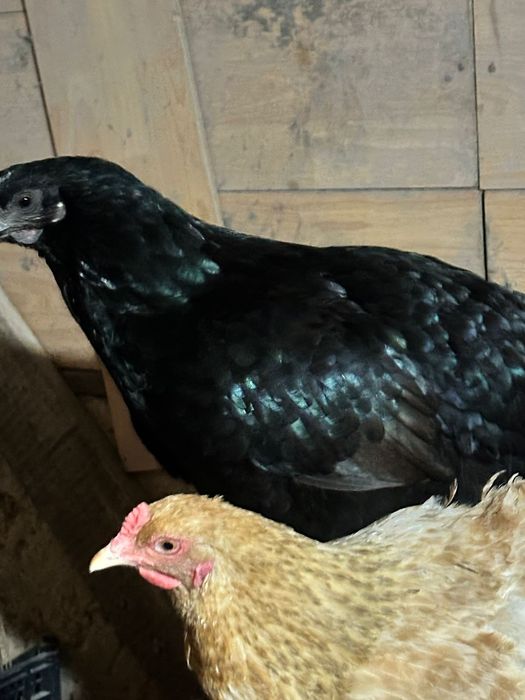 Яйцо икубационное