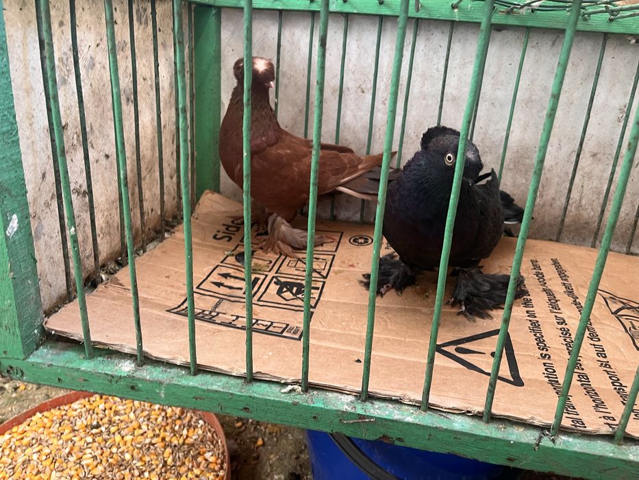 Porumbei jucatori de botosani