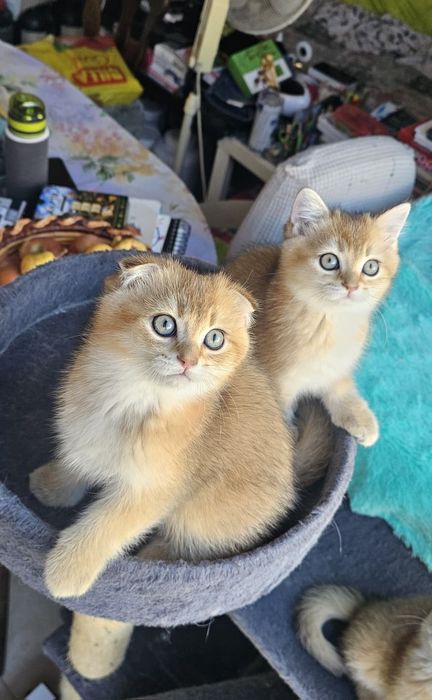 Британски котенца