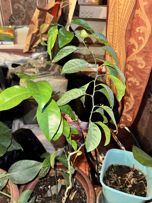 Домашние комнатные цветы