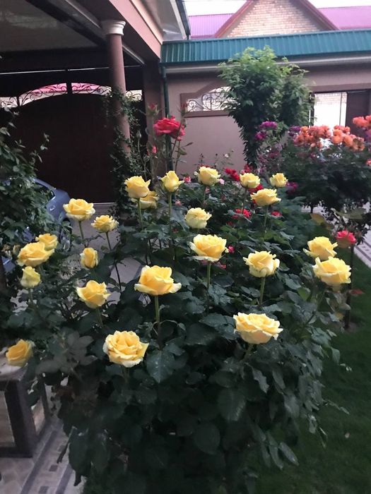 Штаповий роза гуллари