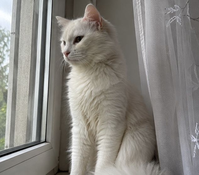 Отдам кошку в хорошие руки
