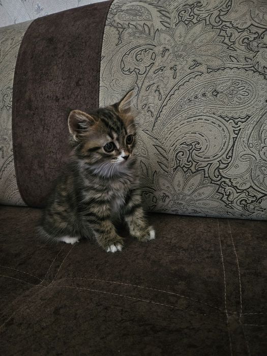 Продам котика, девочка.