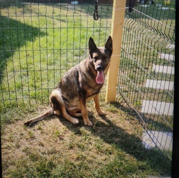 Dresaj canin Prahova