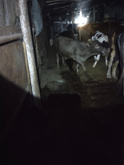 Продаються коровы