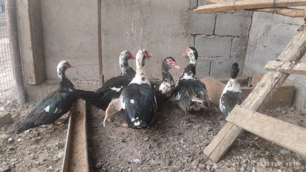 Продам индоуток Селезн