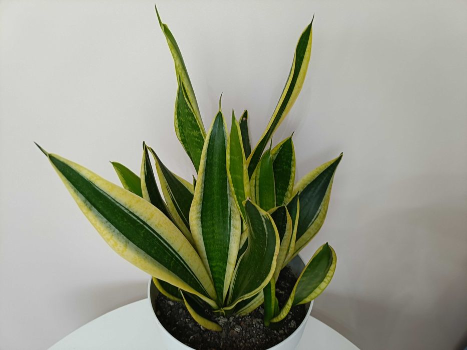 Floare limba soacrei