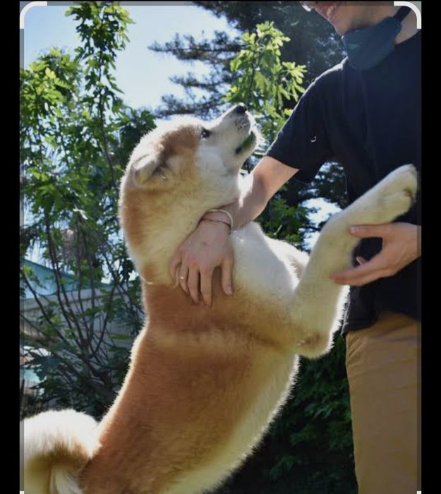 Hatiko Akita inu sotiladi
