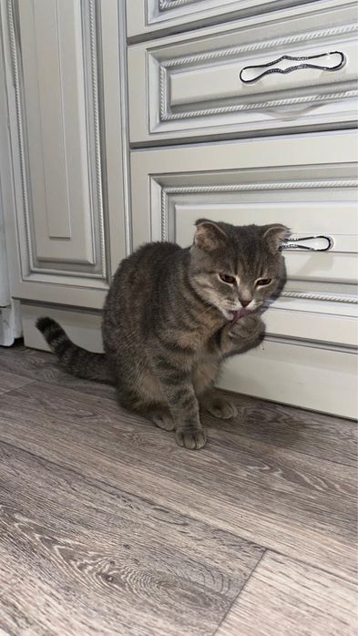Отдам в добрые руки вислоухую кошечку