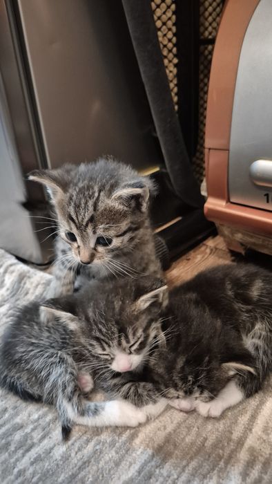 Отдам котят в добрые руки!