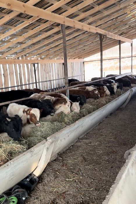 Продам бычков срочно Букалар сатамын