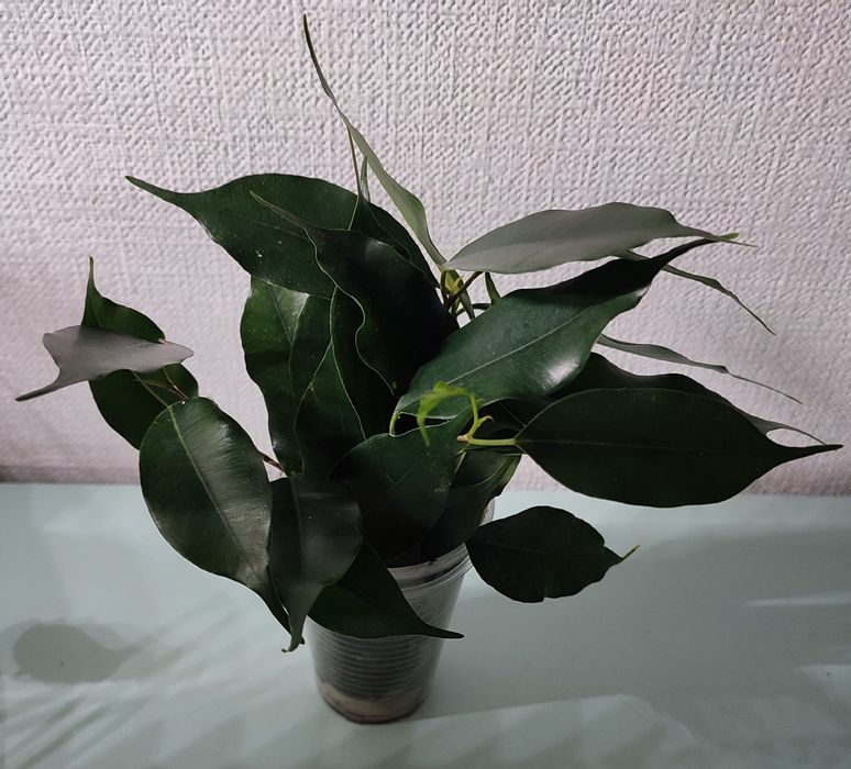 Фикусы-комнатные растения