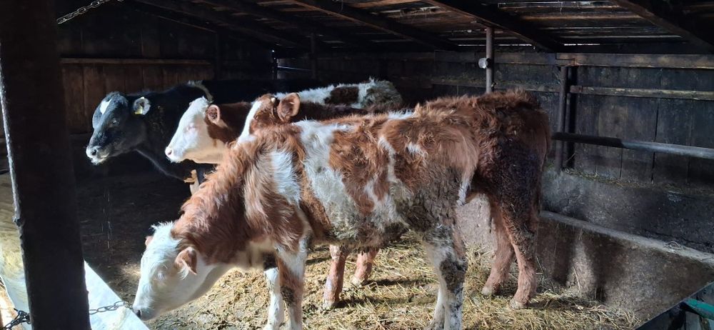 Vând 4 taurasi  intarcati