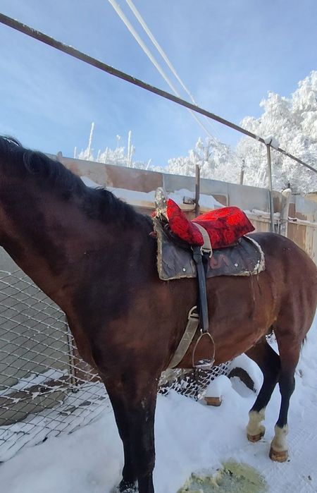 Айғыр жол жорға.