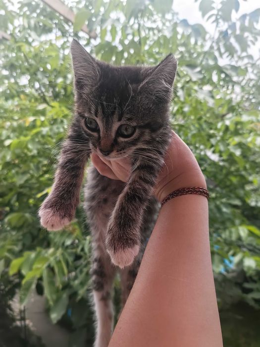 Котята мальчики 2,5 мес