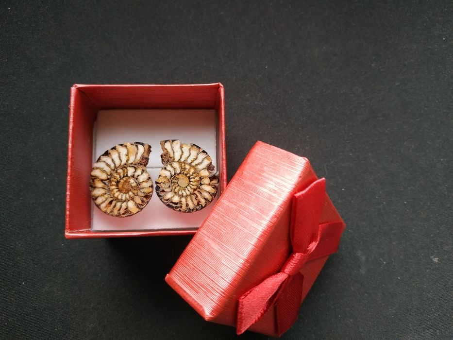 Обеци от амонити-фосили