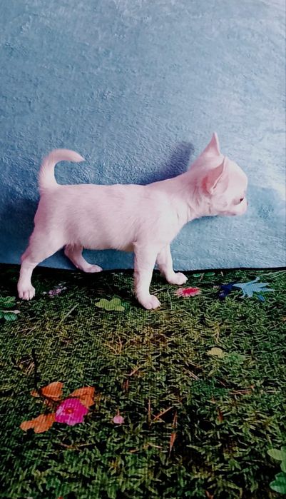 Продается девочка чихуахуа