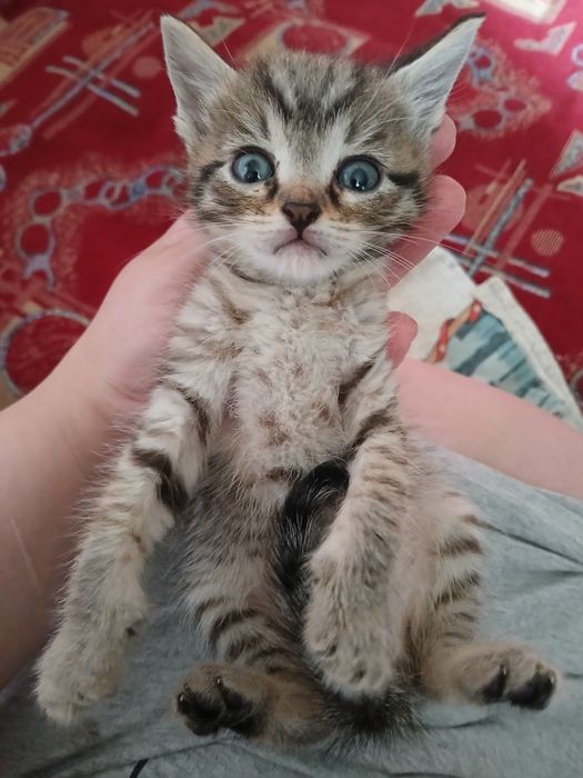 От дам котят в добрые руки