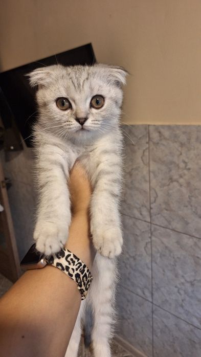 Шотландская вислоушка с документами