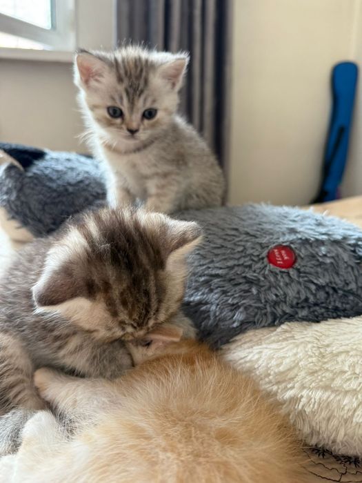 Продам породистых котят!