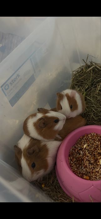 porcusori de guineea in varsta de aproape 2 luni(in poze erau mai mici)