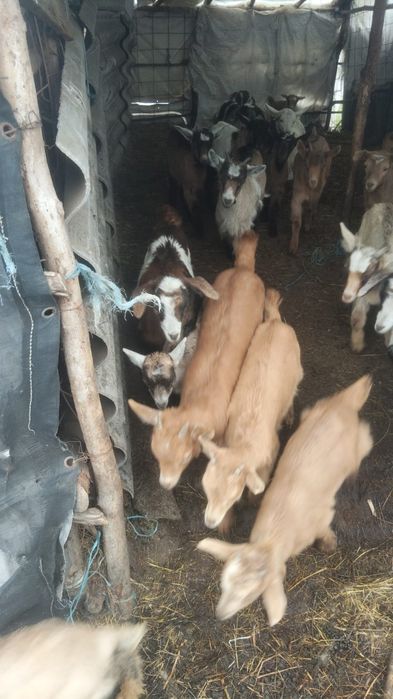 Iezi și iede pt prasila sau sacrificat