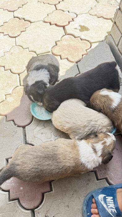 Отдам собачек в хорошие руки