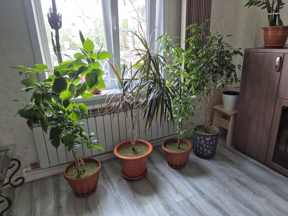 Комнатные растения