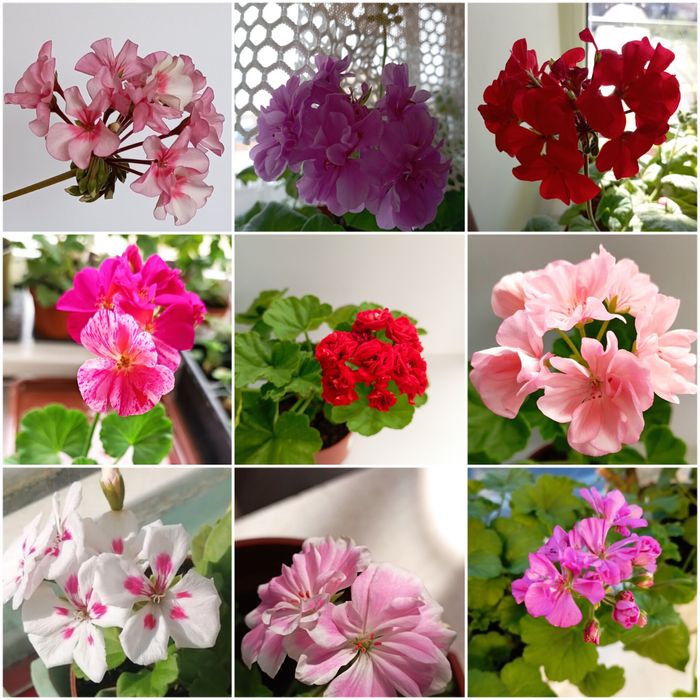 Продам комнатные цветы