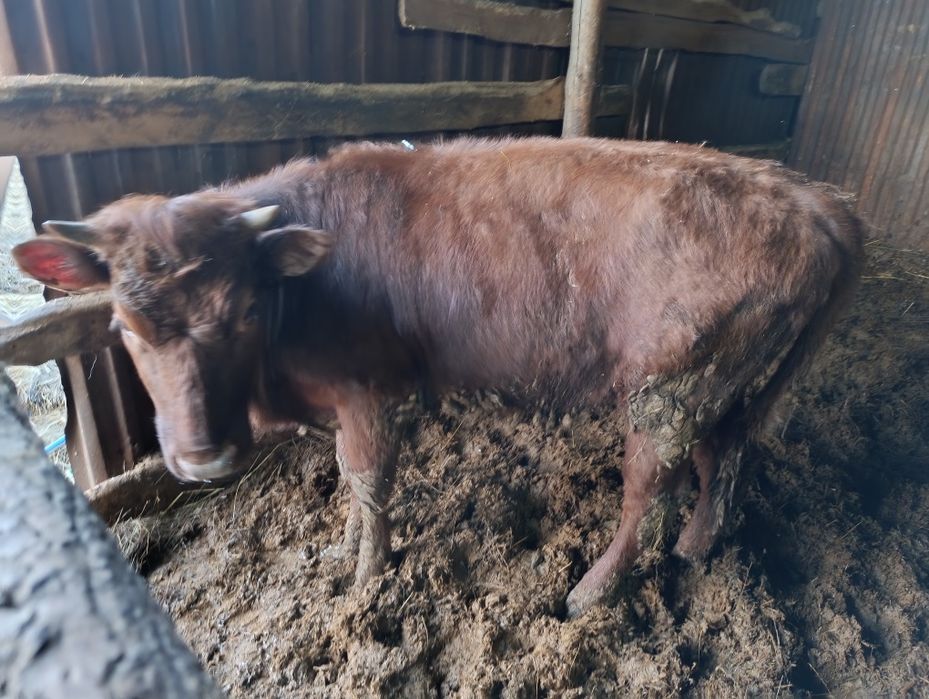 Продам телочек годовалых