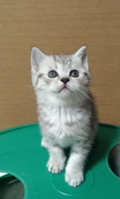 Шотландские Скоттиш страйт.