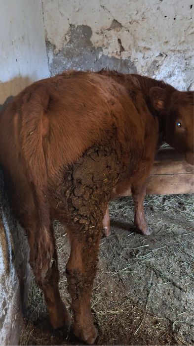 Vând vițele de 6 luni