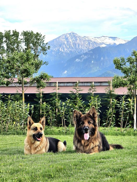 Vand pui ciobanesc german