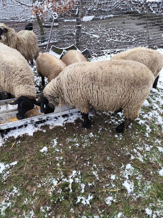 Berbec suffolk 100 kg