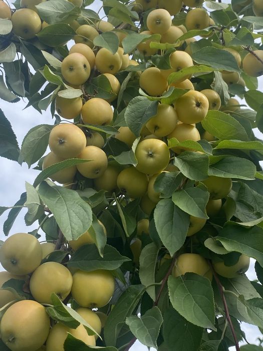 Продам дачу сад южный