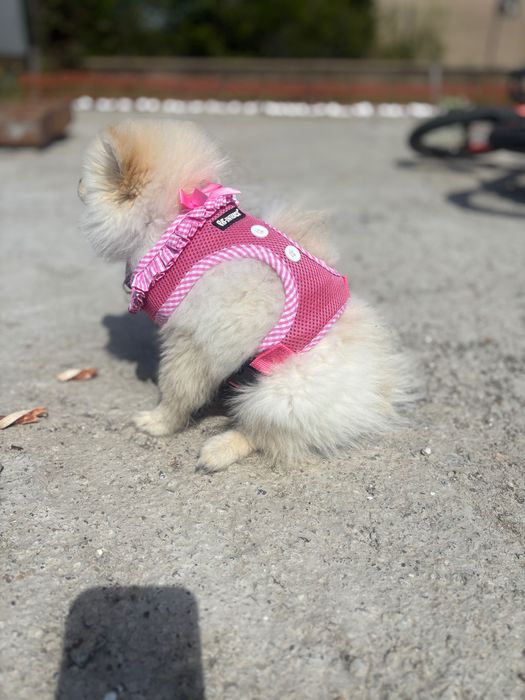 Померан на 3 месеца момиче