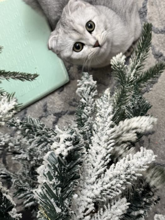 Котята пароды skottish fold