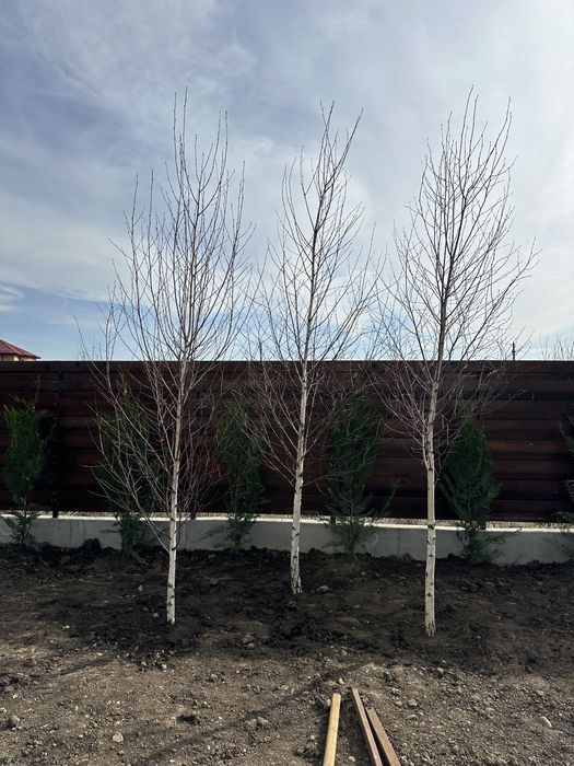 Mesteacan / Leylandii / Platan