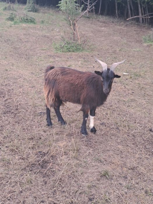 Vând 4 țapi pt montă