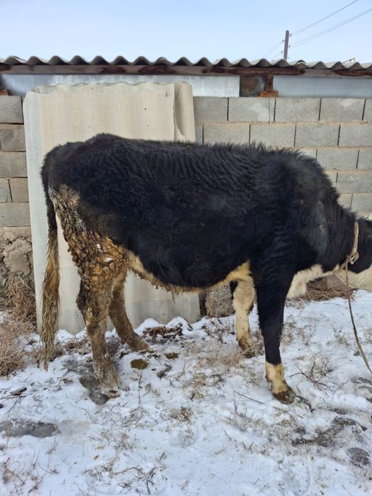 Продам бычков хороших