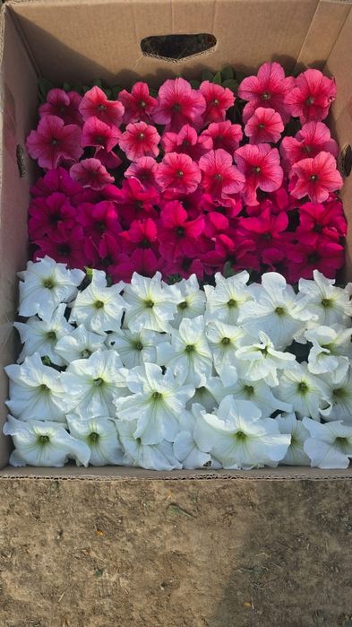 Лаванда Махровый Тимян вазелик  Размарин