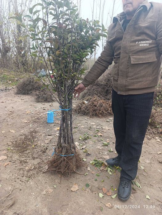 Мевали олма кўчатлари сотилади