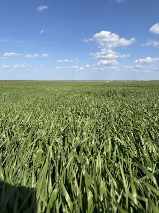 Preiau teren agricol în arendă