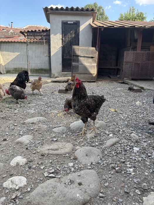 Gaini si cocosi araucana
