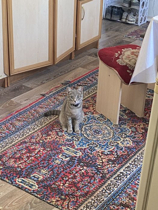 Котенок отдам в добрые руки
