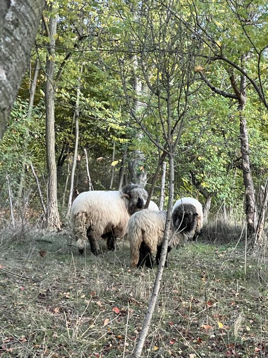 berbec bucalau in varsta de doi ani