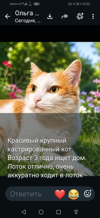 Бесплатно котик!